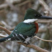 Green Kingfisher - Photo (c) Diana-Terry Hibbitts, some rights reserved (CC BY-NC), uploaded by Diana-Terry Hibbitts