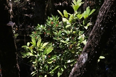 Lumnitzera littorea
