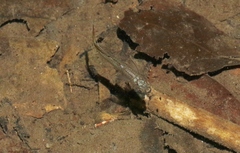 Pseudomugil signifer
