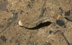 Pseudomugil signifer