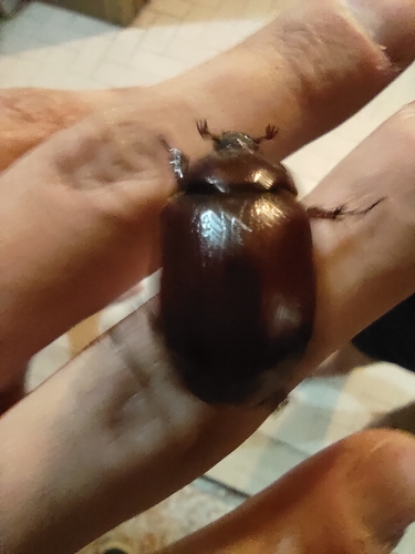 Phyllognathus excavatus