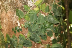 Rhaphidophora hayi