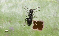 Colobopsis vitrea
