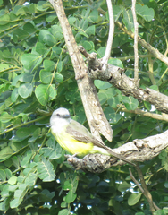 Polychrus acutirostris