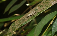 Phricta spinosa