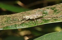 Phricta spinosa