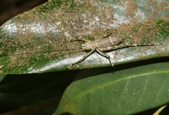 Phricta spinosa