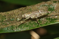 Phricta spinosa