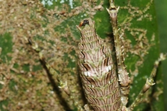Phricta spinosa