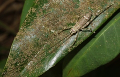 Phricta spinosa