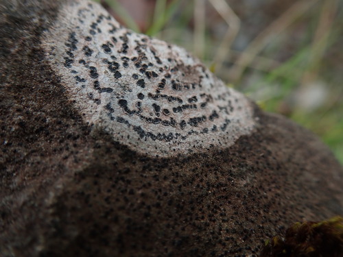 Rhizocarpon petraeum, 2023-08-07