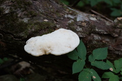 Spongipellis spumeus