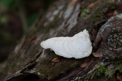 Spongipellis spumeus