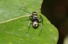 Polyrhachis foreli
