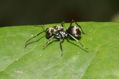 Polyrhachis foreli