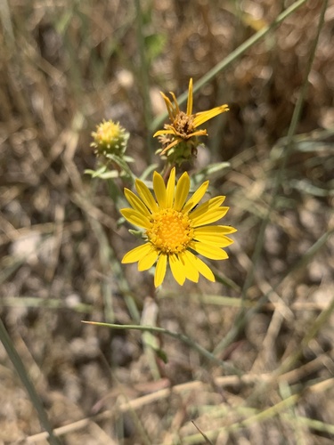 reclined gumweed (Grindelia decumbens)