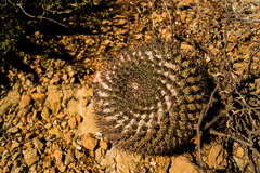 Mammillaria melanocentra melanocentra