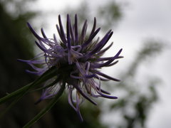 Phyteuma scheuchzeri