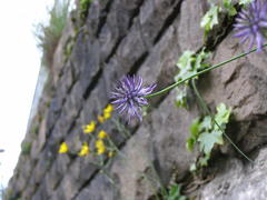 Phyteuma scheuchzeri