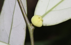 Phyllanthus hypospodius