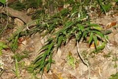 Phyllanthus hypospodius