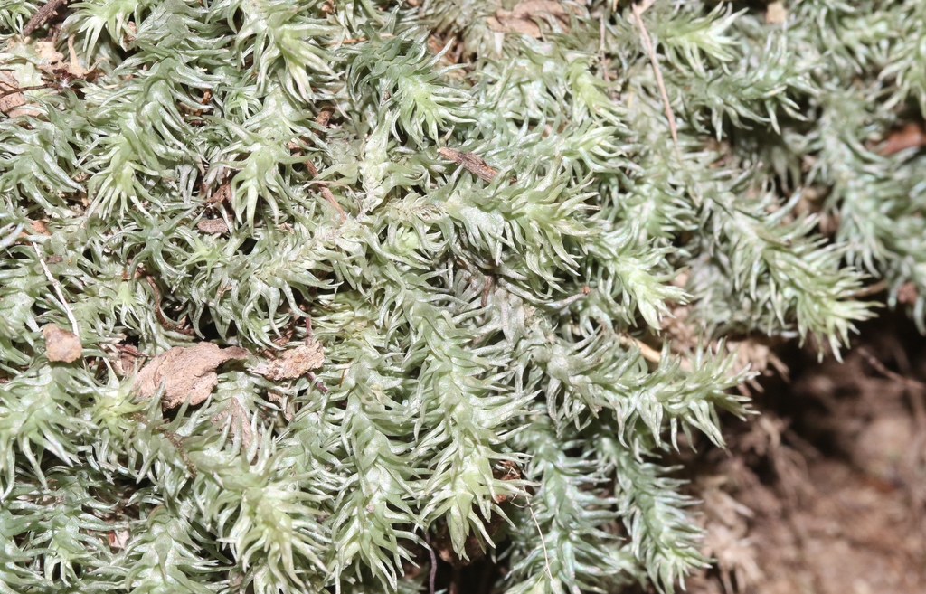 Leucobryum sanctum