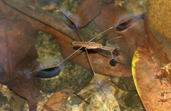 Limnometra ciliodes