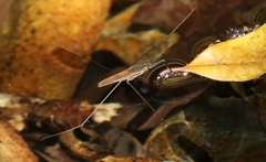 Limnometra ciliodes