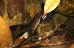Limnometra ciliodes