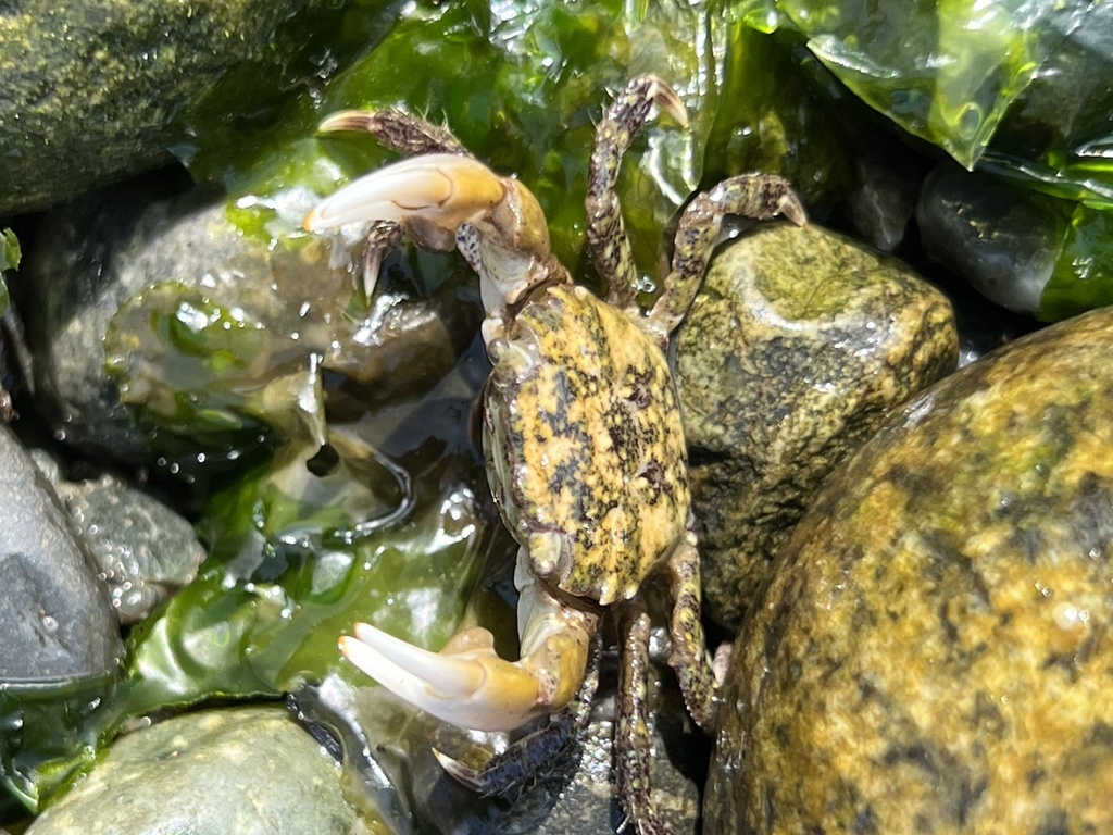 Yellow Shore Crab from Saratoga Passage, Greenbank, WA, US on August 7 ...
