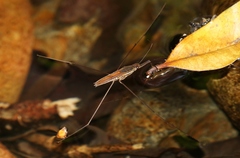 Limnometra ciliodes