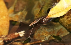 Limnometra ciliodes