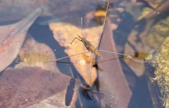 Limnometra ciliodes