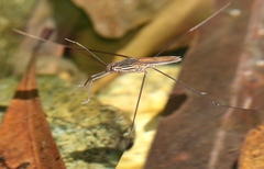 Limnometra ciliodes
