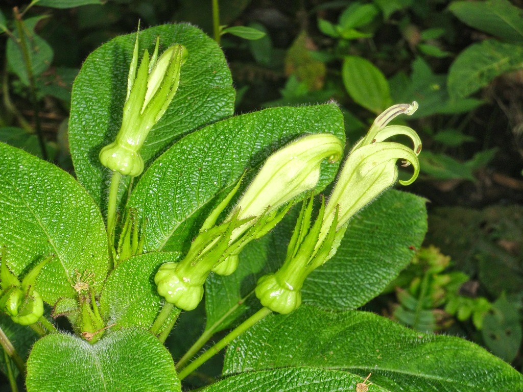 Centropogon nigricans