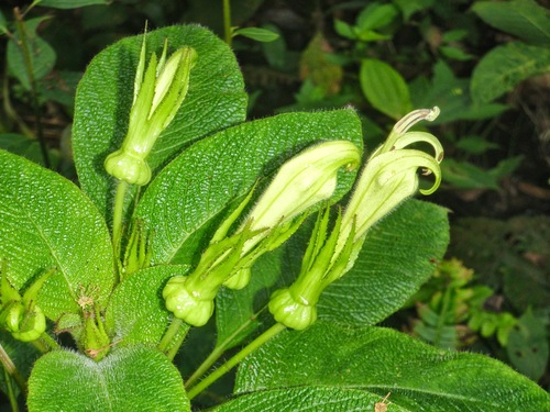 Centropogon nigricans