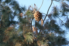 Pinus maximartinezii