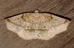 Image of Apiciopsis oberthuri