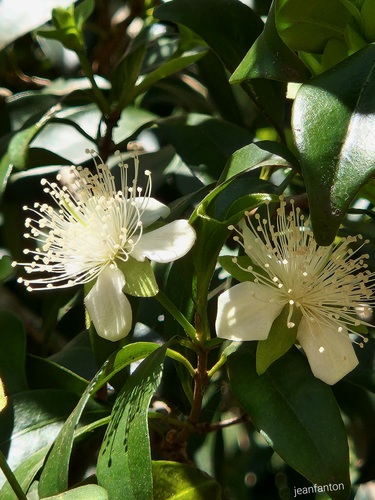 Eugenia involucrata (Eugenia involucrata)