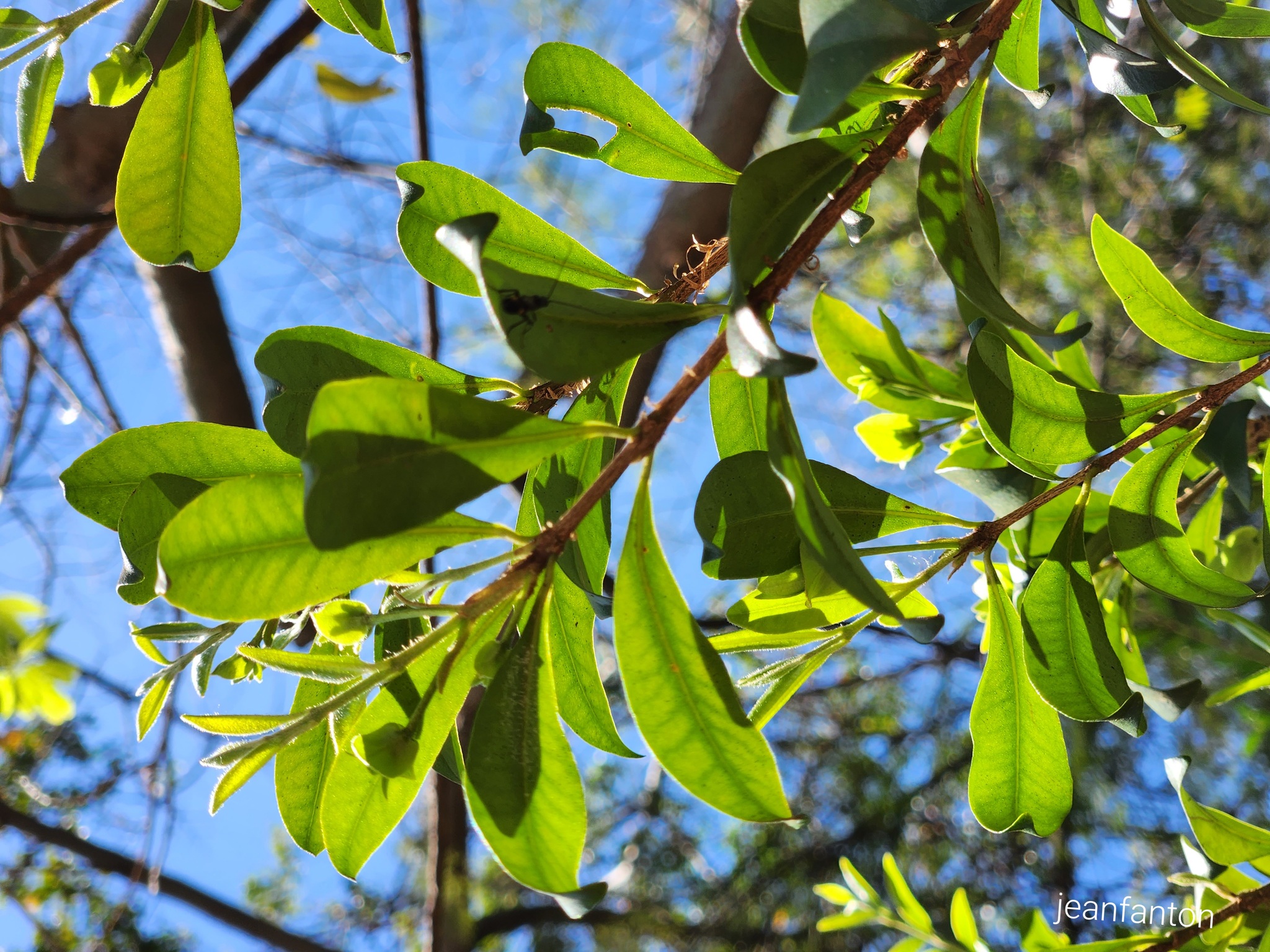 Imagem de Cereja-do-rio-grande