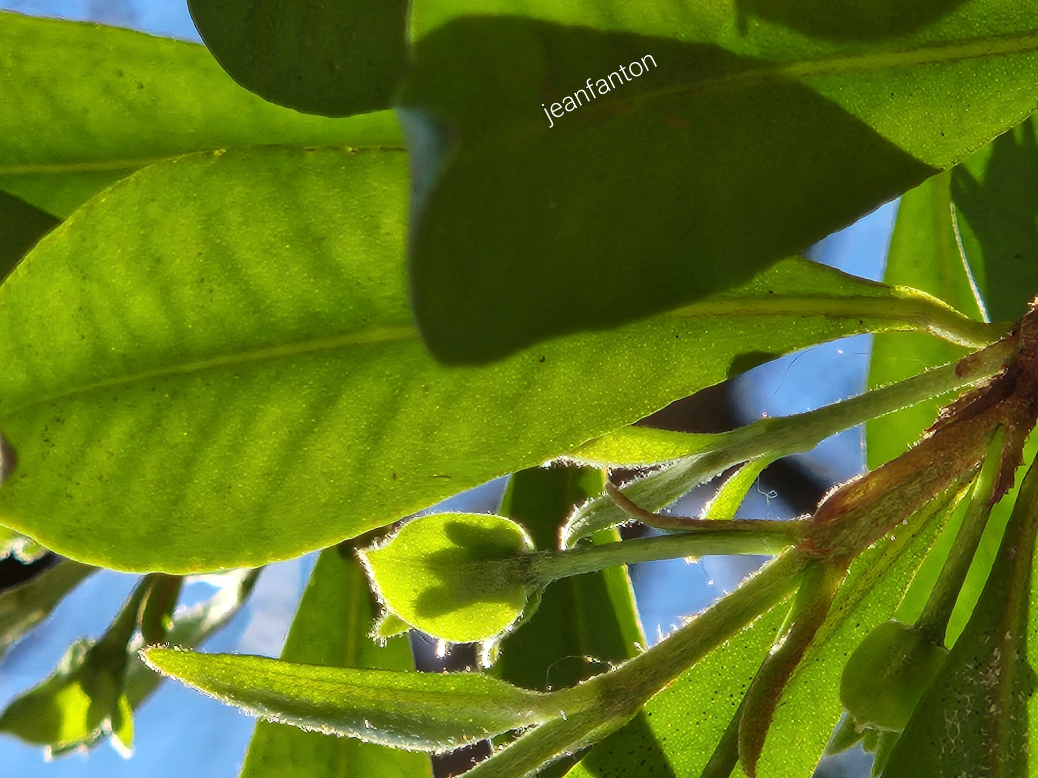 Imagem de Cereja-do-rio-grande