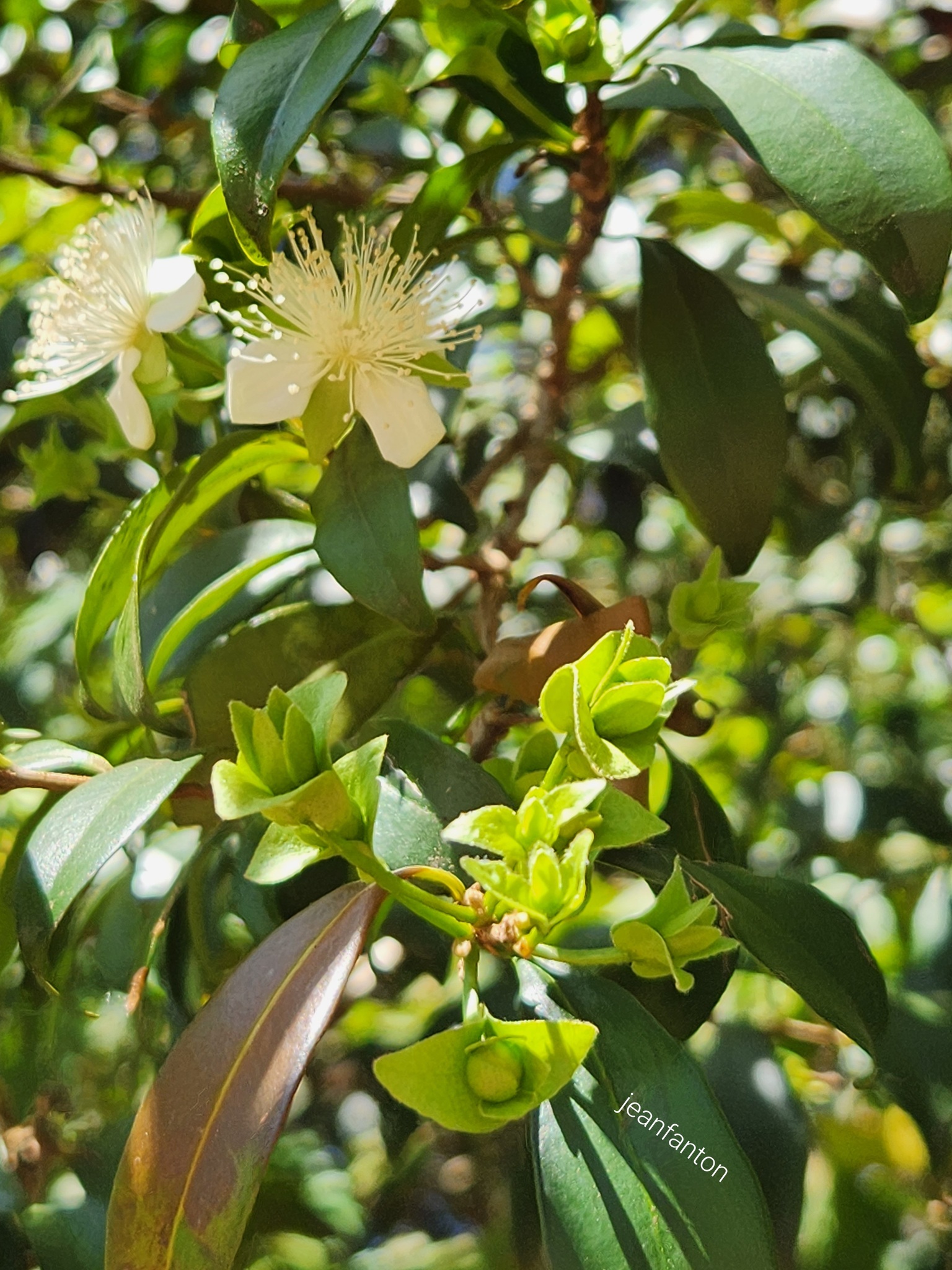 Imagem de Cereja-do-rio-grande