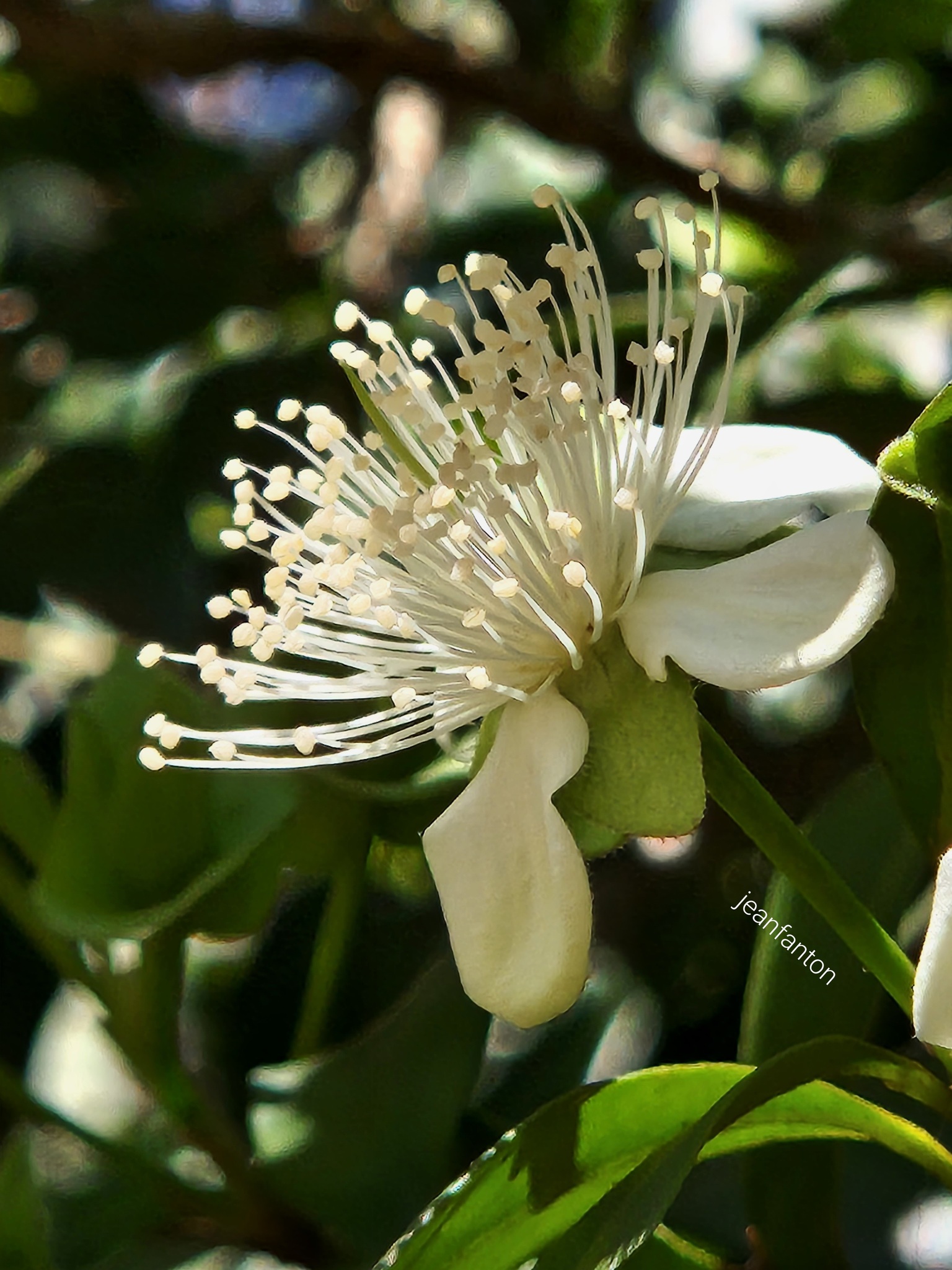Imagem de Cereja-do-rio-grande