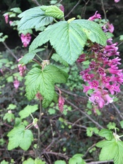 Ribes sanguineum glutinosum