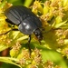 Black Carrion Beetle - Photo (c) Dluogs, some rights reserved (CC BY-SA)