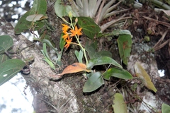 Prosthechea vitellina