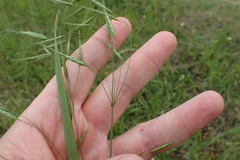 Bromus arvensis