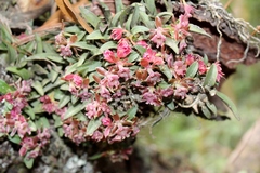 Epidendrum microcharis