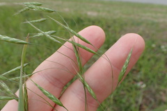 Bromus arvensis