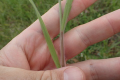 Bromus arvensis